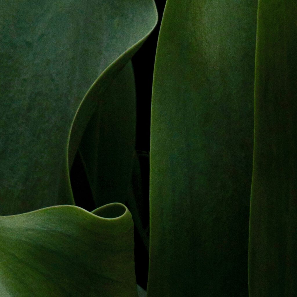 Tulip Abstract No 2