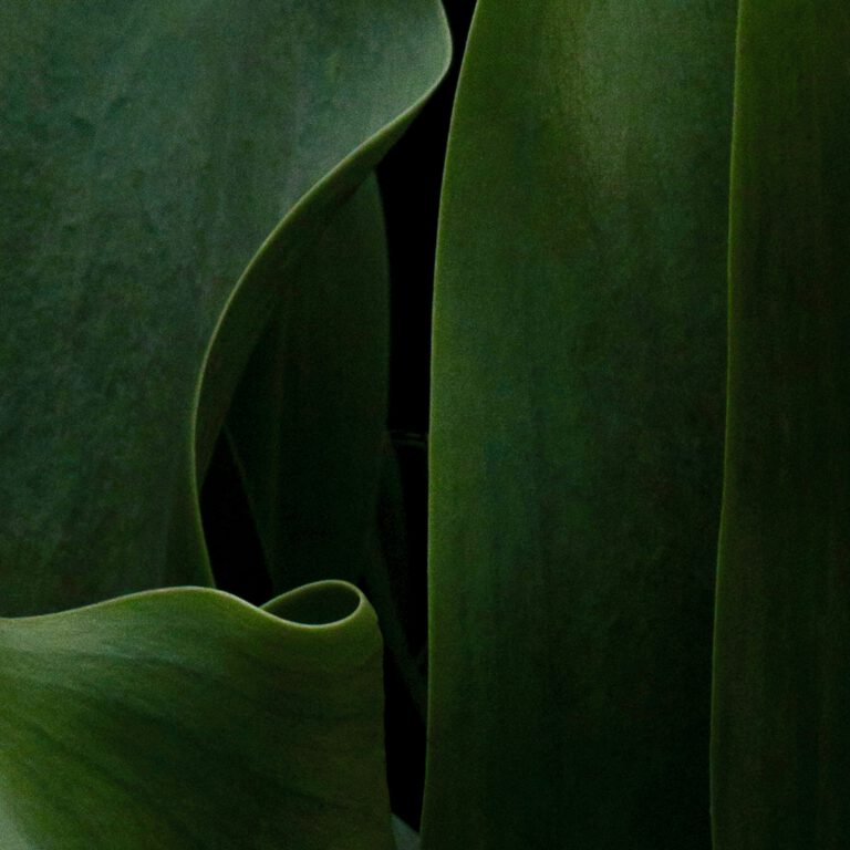 Tulip Abstract No 2