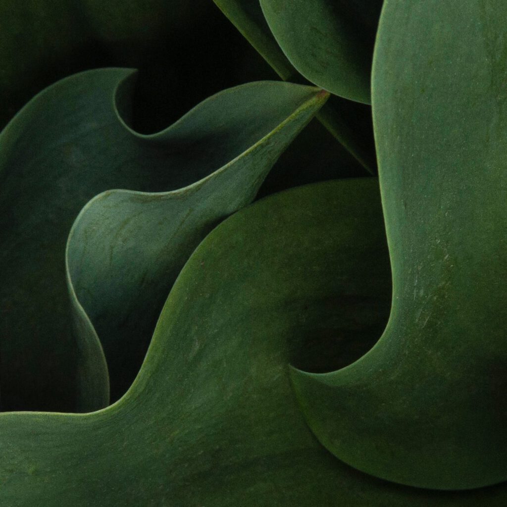 Tulip Abstract No 1