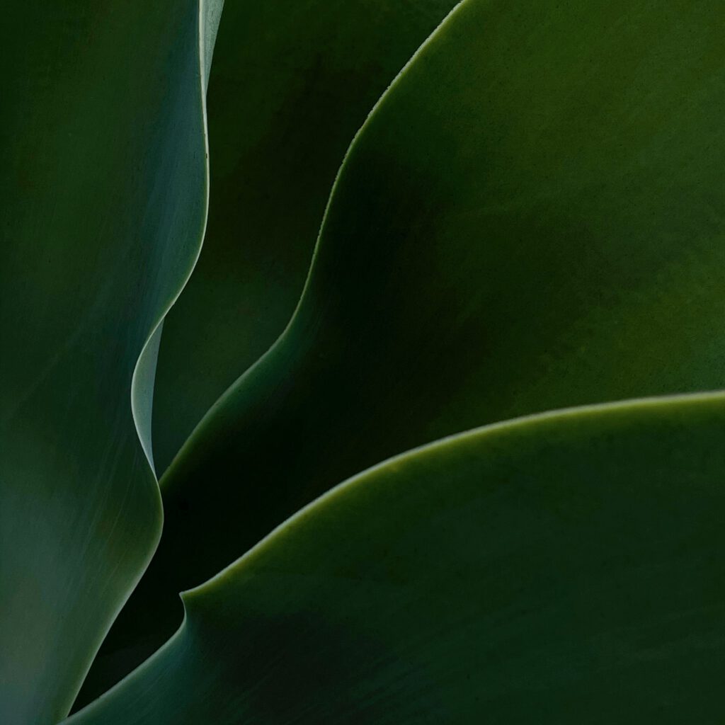 Tulip Abstract No 6