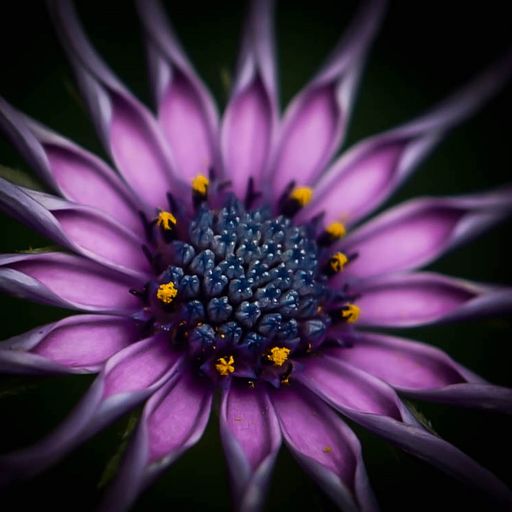Awakening Purple Points