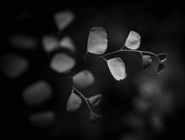 Vulnerable II