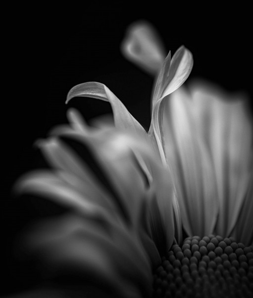 Whispered Awakening