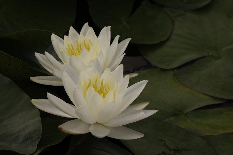 White Nights Lotus