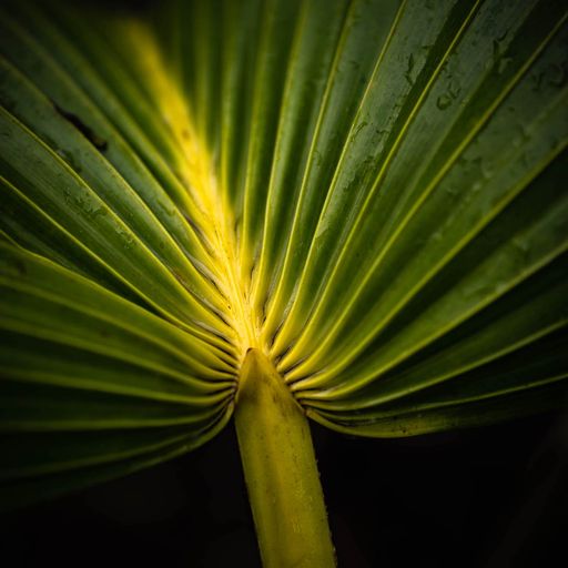 Awakening Green Fronds