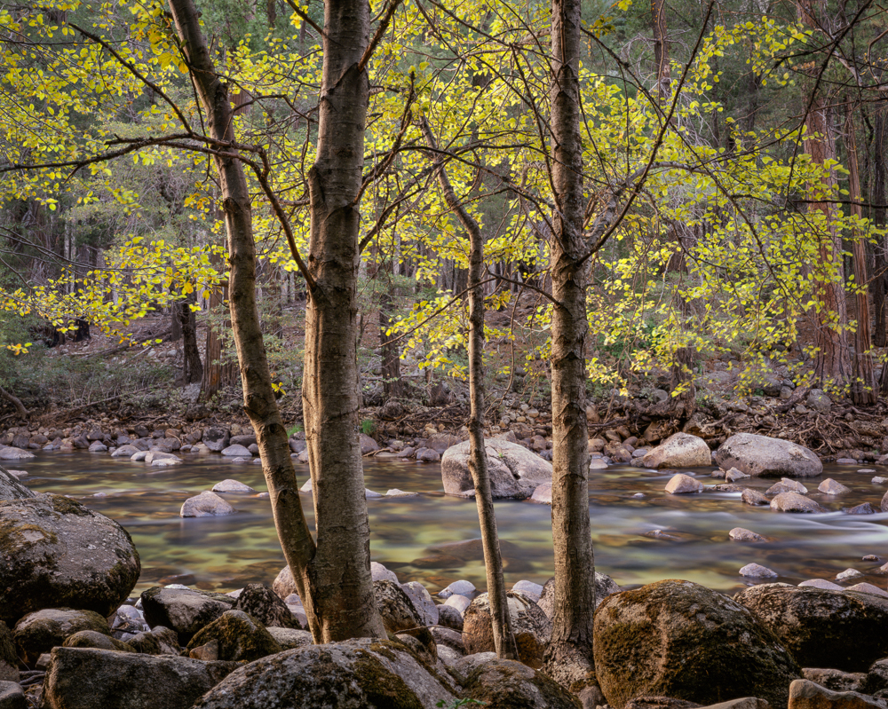 Trees and Rocks, Yosemite