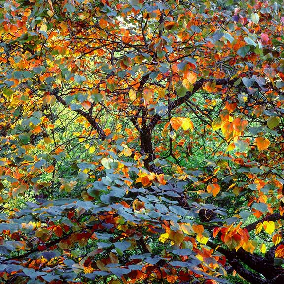 Autumn Circus, Oregon