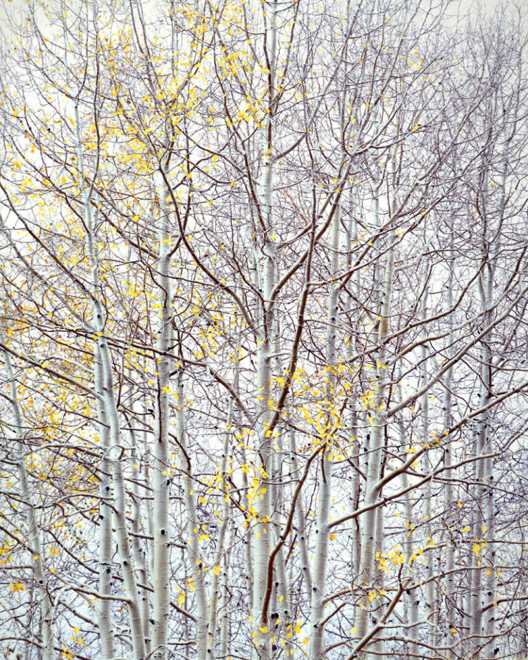 Aspen Ethos