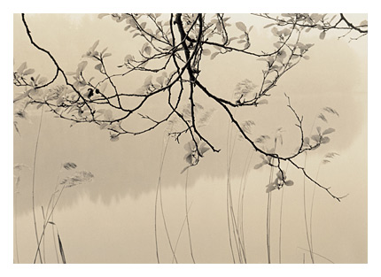 Alder in Spring