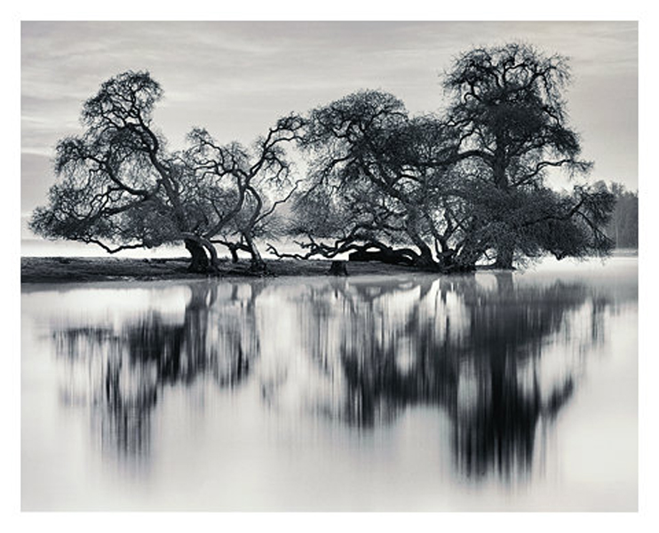 Bare Trees by the River