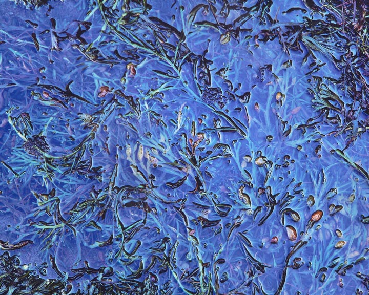 Blue Melange, Maine
