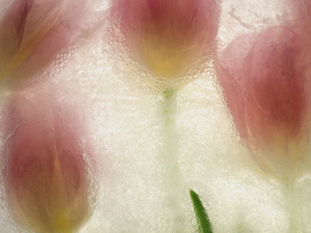 Color Ice Form 17
