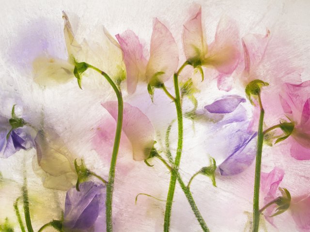 Color Ice Form 20
