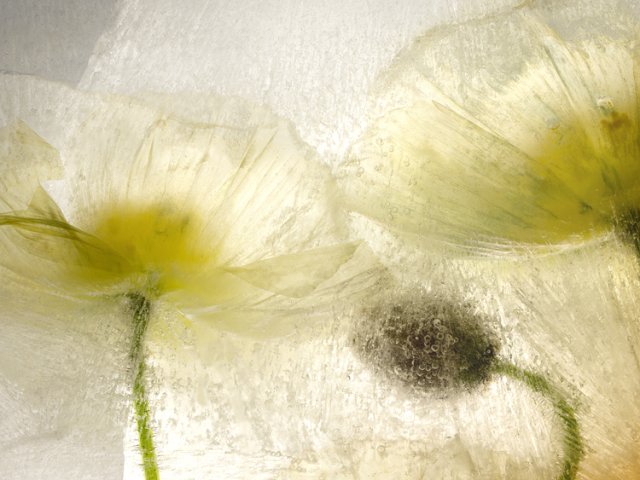 Color Ice Form 23