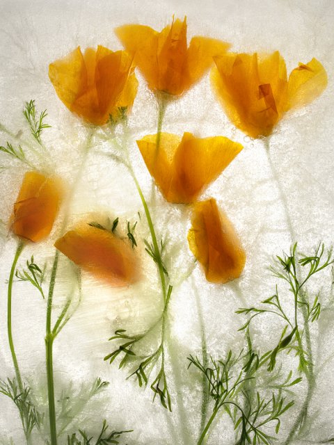 Color Ice Form 27
