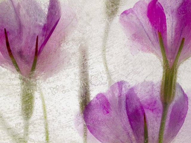 Color Ice Form 33