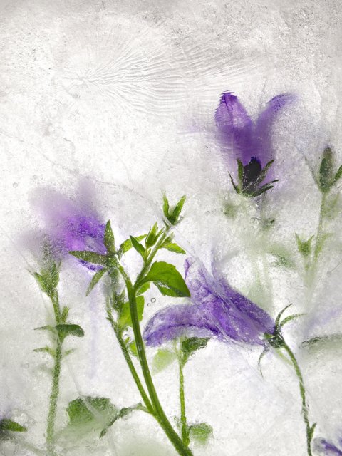 Color Ice Form 36