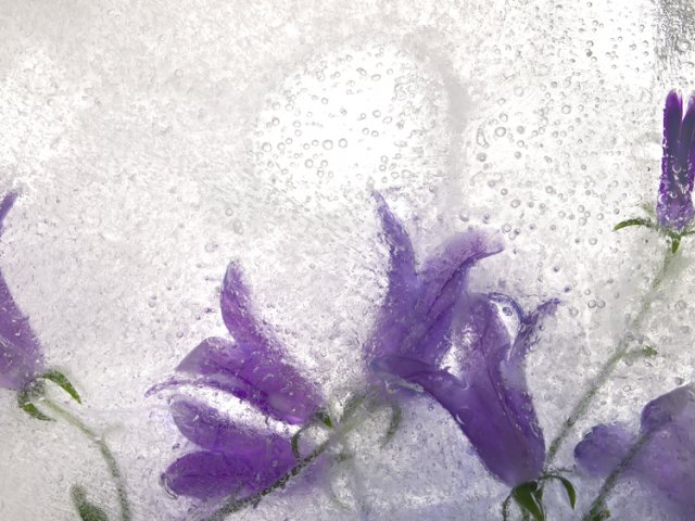 Color Ice Form 37