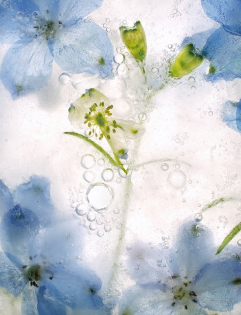 Color Ice Form 41