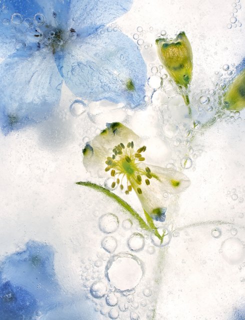 Color Ice Form 42