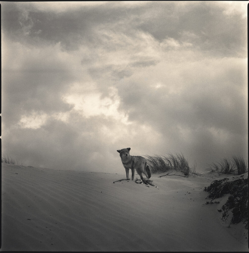 Coyote on Dunes 1