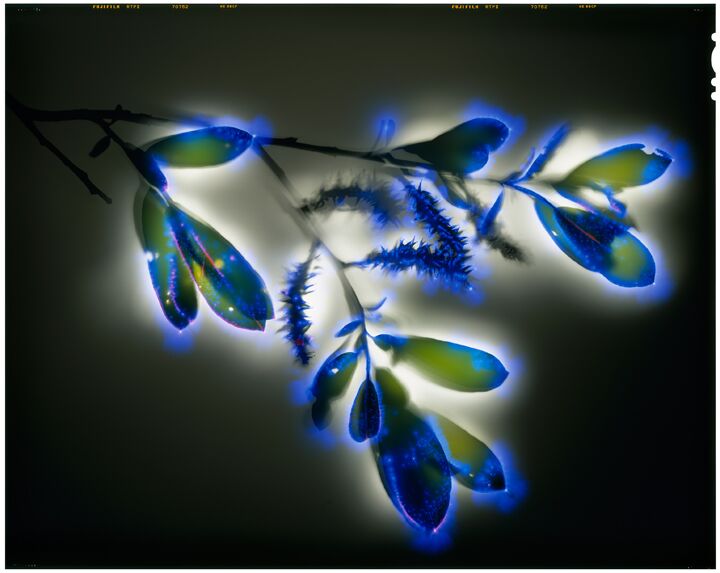 Arroyo Willow
