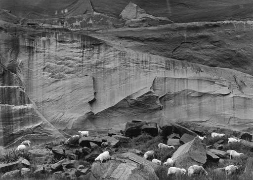 Sheep and Petroglyphs, Monument Valley