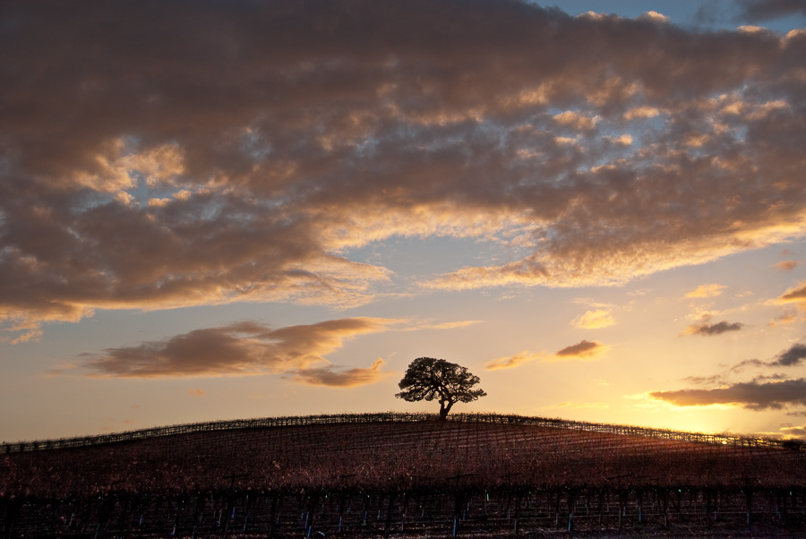 Lone Oak at Sunset