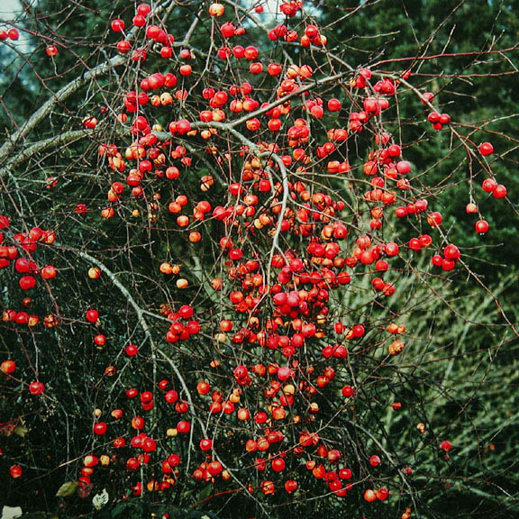 Five Hundred Apples