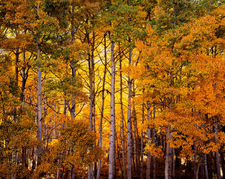Forest Light, Colorado