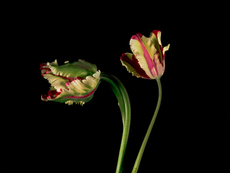 Flaming Parrot Broken Tulips II