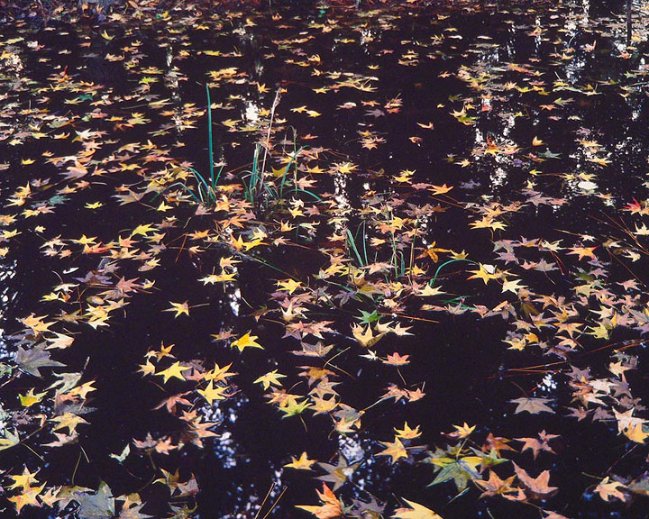 Floating Stars, Florida