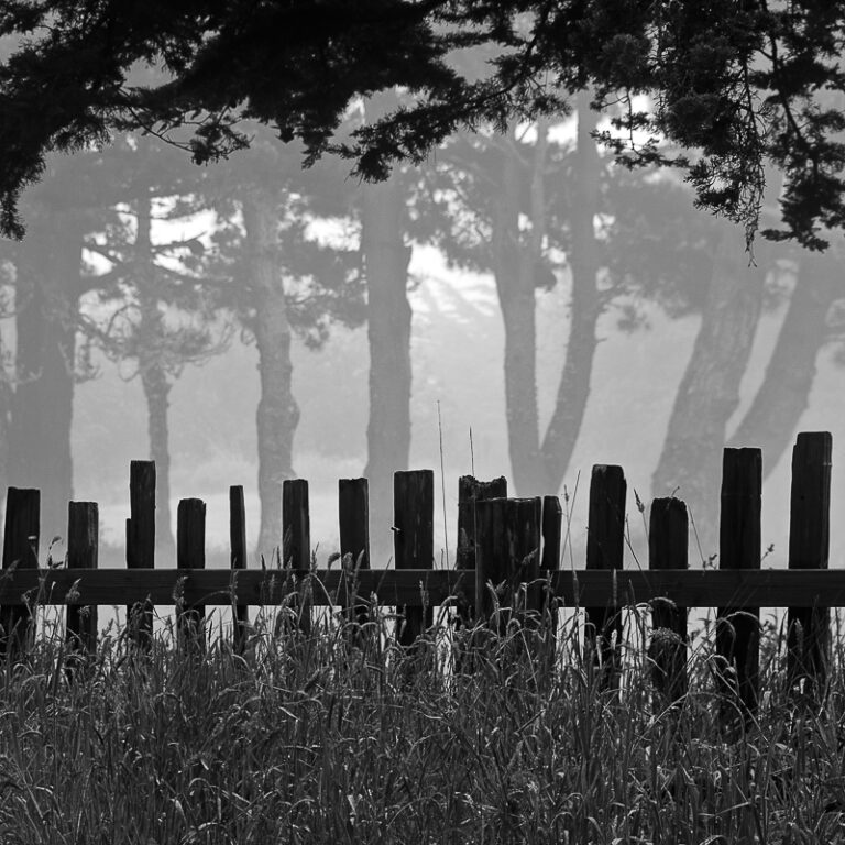 Fog LInes