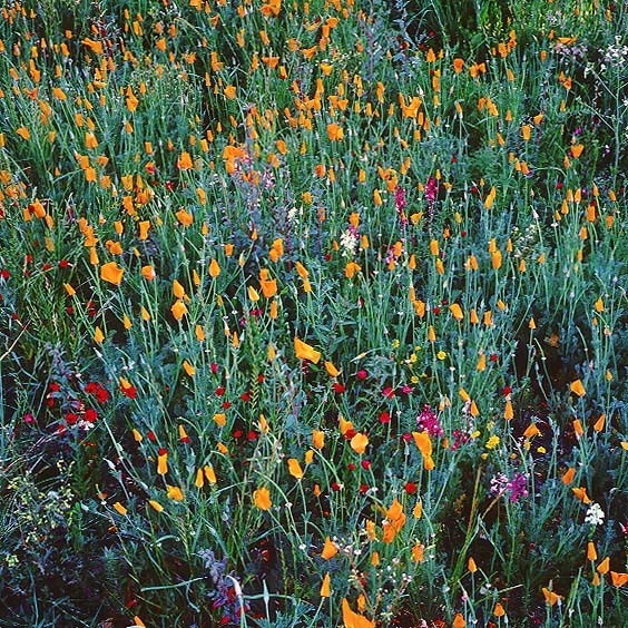 Festive Spring Wildflowers, California