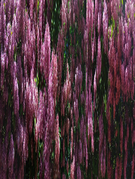 Garden 16