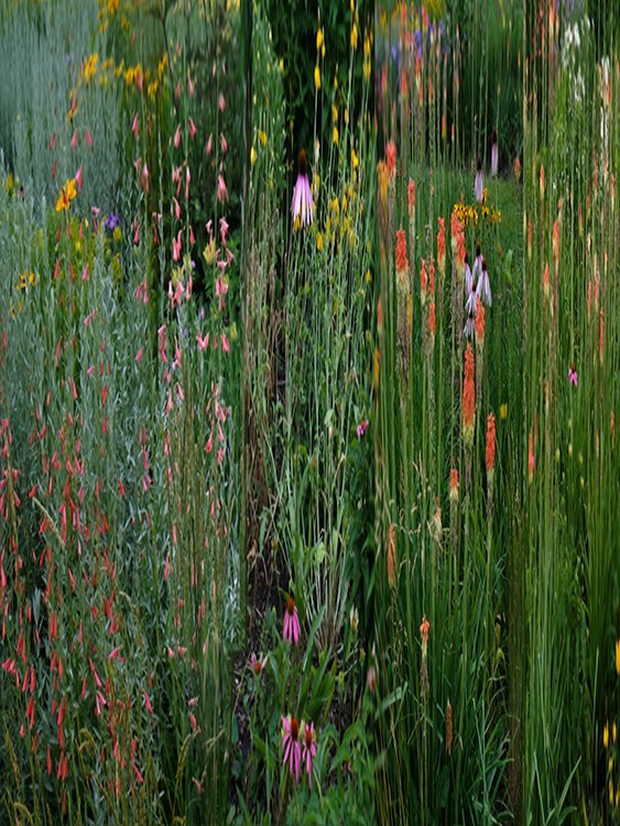Garden 1