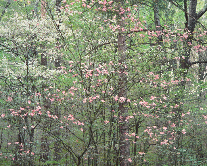 Gentle Dogwoods, Kentucky