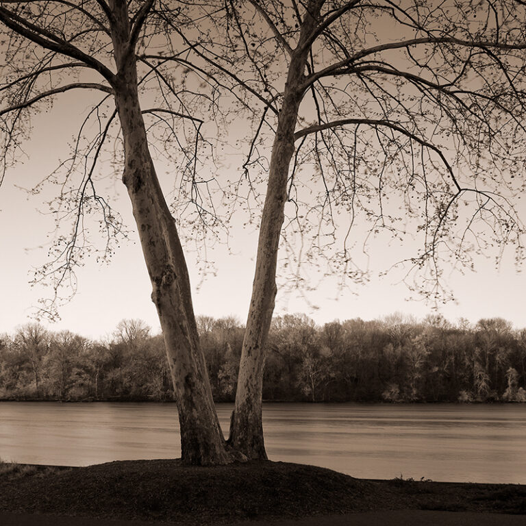 Georgetown Sycamore