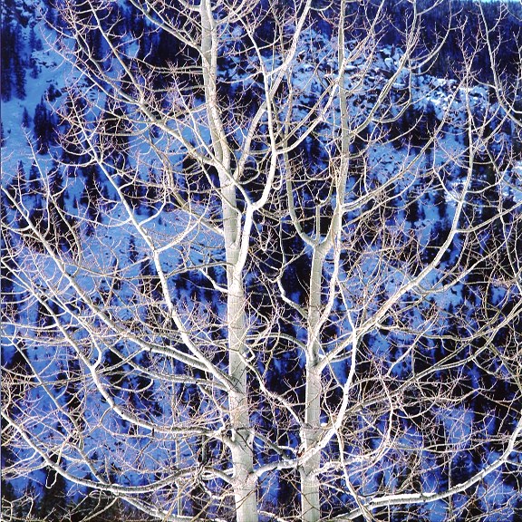 Glowing Winter Aspen