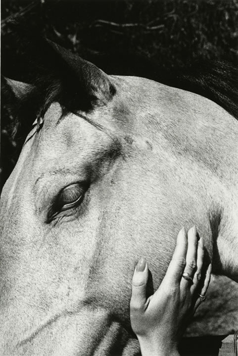 Horse & Hand (Sold)
