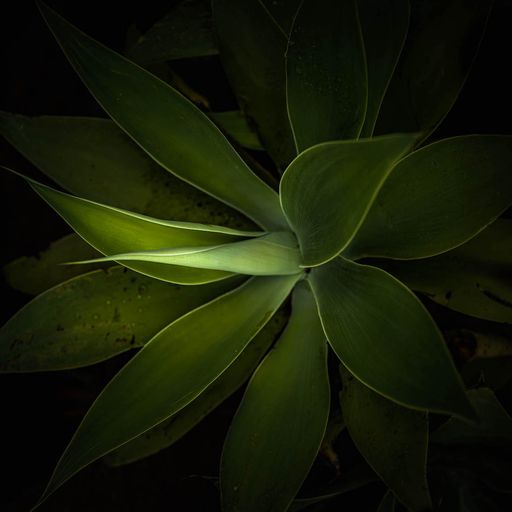 Awakening Green Agave