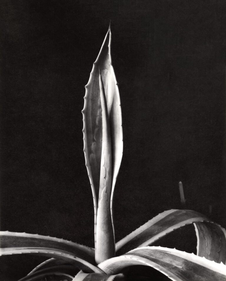 Agave