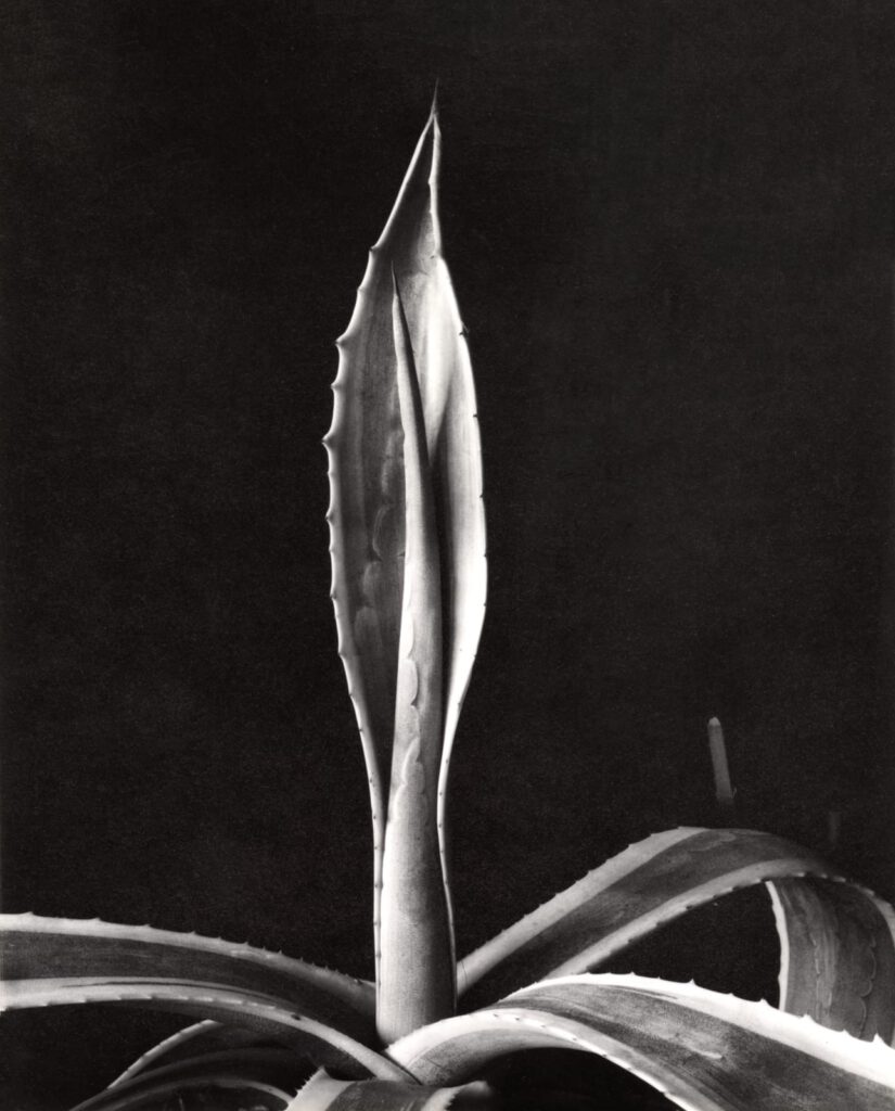 Agave