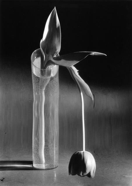 Melancholic Tulip