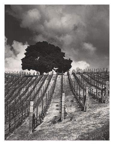 Lindstrom Vineyard