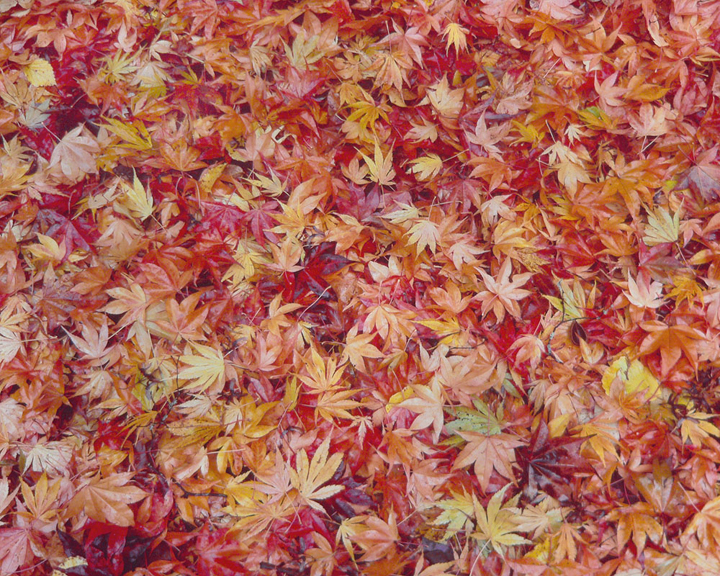 Maple Leaf Collage