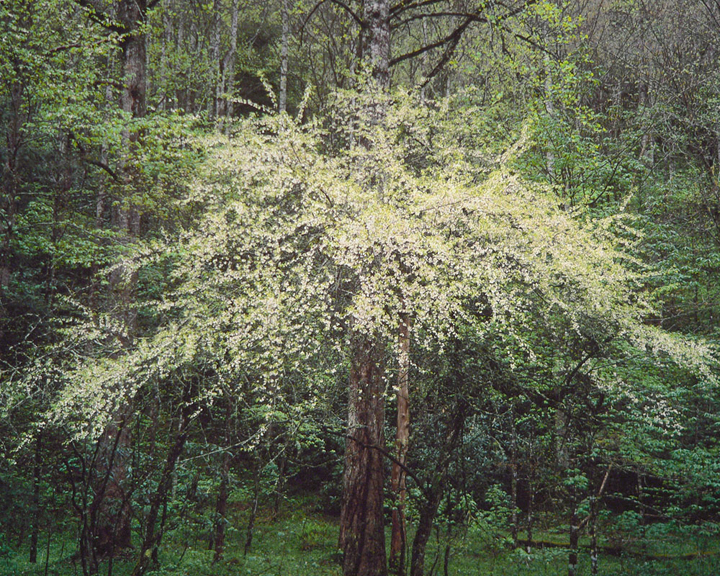 Mountain Silverbell, N. Carolina