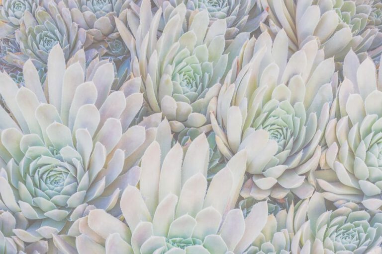 Succulents #1, Ahwahnee, California
