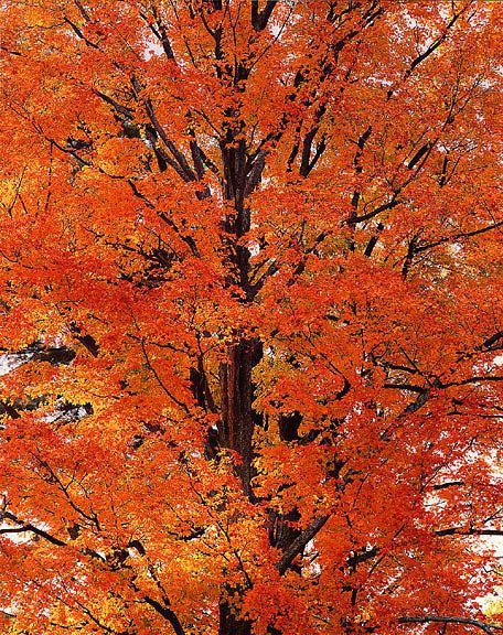 Orange Maple at Sunrise, PA