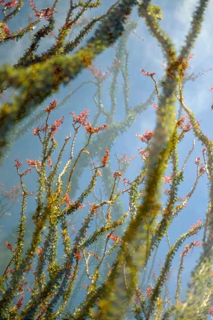 Ocotillo  Series I